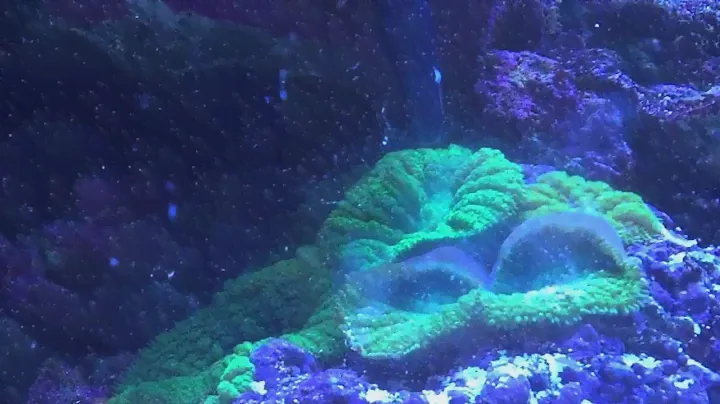 Reef -Roids Polyp lab review and how to feed your coral