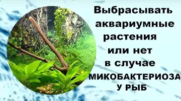 Выбрасывать аквариумные растения или нет в случае микобактериоза у рыб