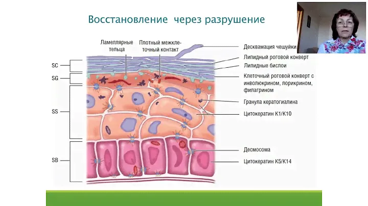 Всесезонные пилинги с терапевтическим эффектом Meso Exfoliation. Вебинар 31 марта.