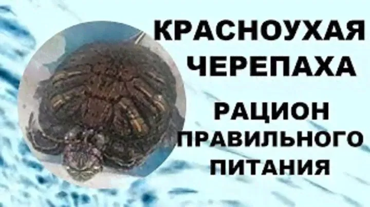 Кормление красноухой черепахи.  Рацион правильного питания черепах!