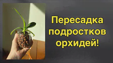 Что лучше: закрытая система, двойной горшок, мох, керамзит?!🫣