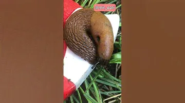 ЧТО ДЕЛАТЬ СЛИЗНИ АТАКУЮТ?!