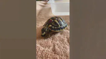 Tortoise tasting new food from Sera reptil