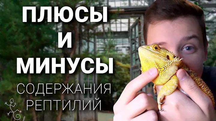 Плюсы и минусы содержания рептилий | Кормлю дракона салатом