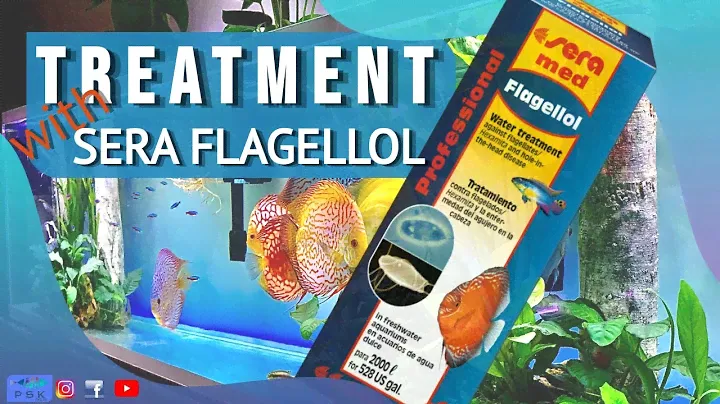 TREATMENT with SERA FLAGELLOL - discus hole in the head desease
